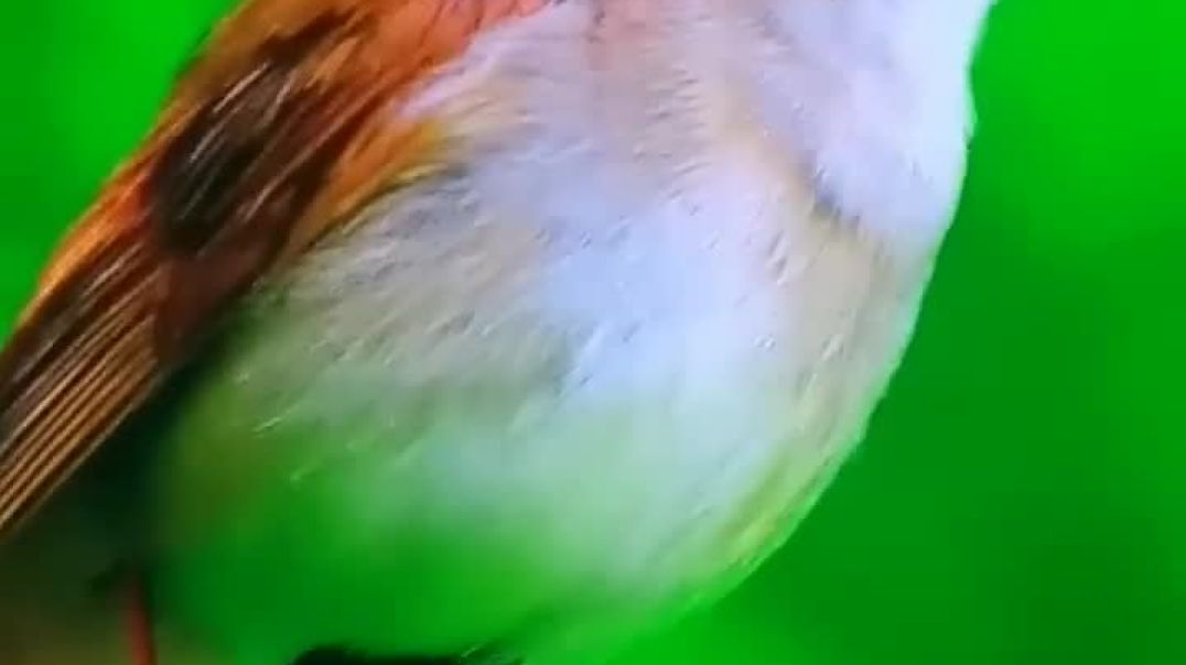 4k Video  UHD